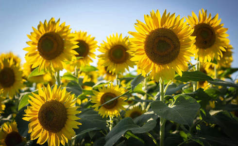 A sunny field of yellow and green sunflowers 