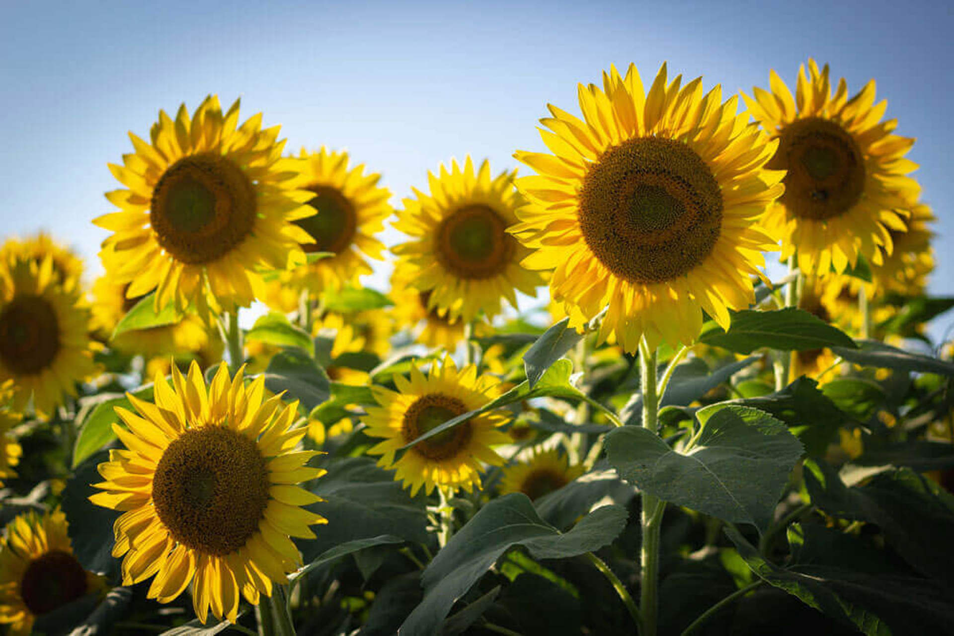 A sunny field of yellow and green sunflowers  A sunny field of yellow and green sunflowers
