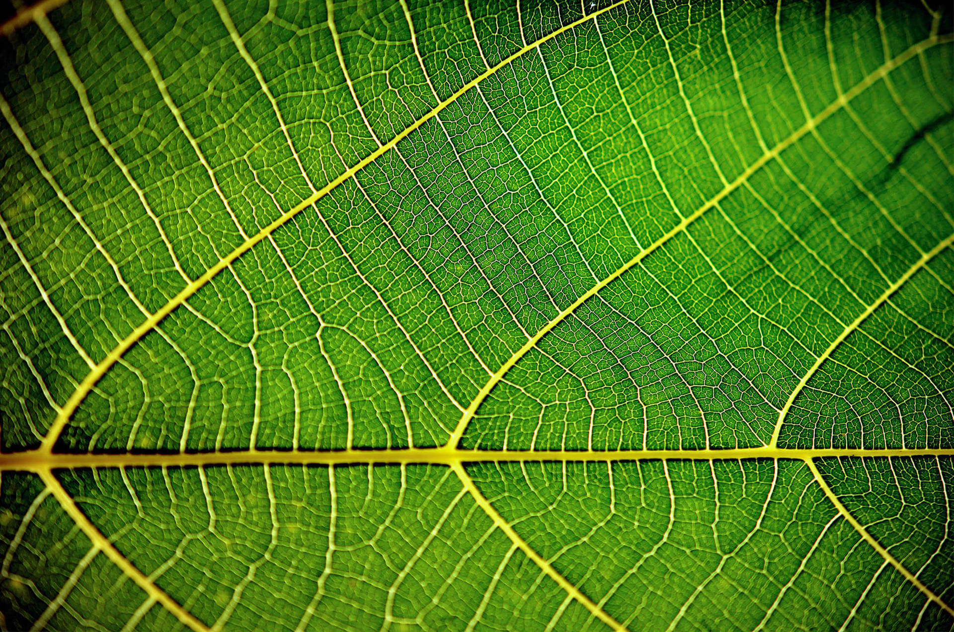 The underside of a green leaf The underside of a green leaf